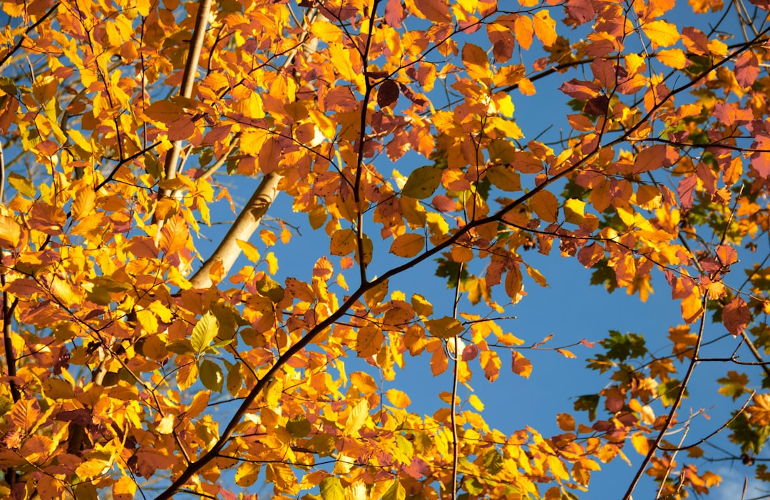 yellow leaves on brown tree branch during daytime