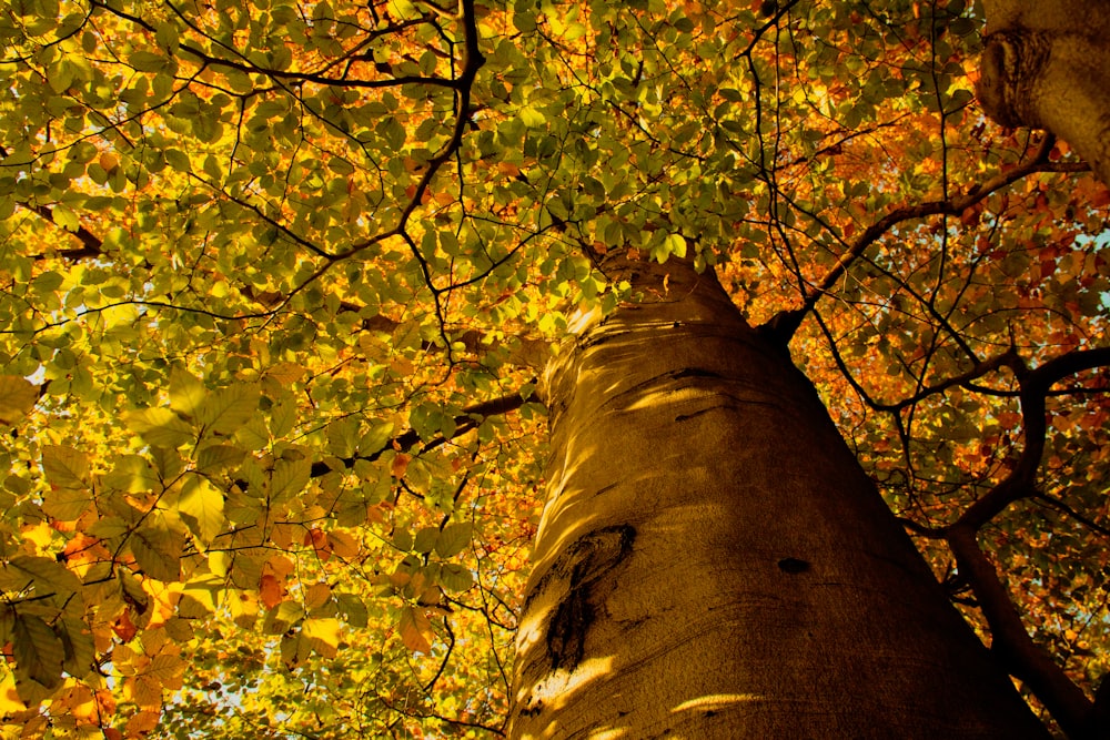 gelbe und grüne Blätter auf braunem Baum