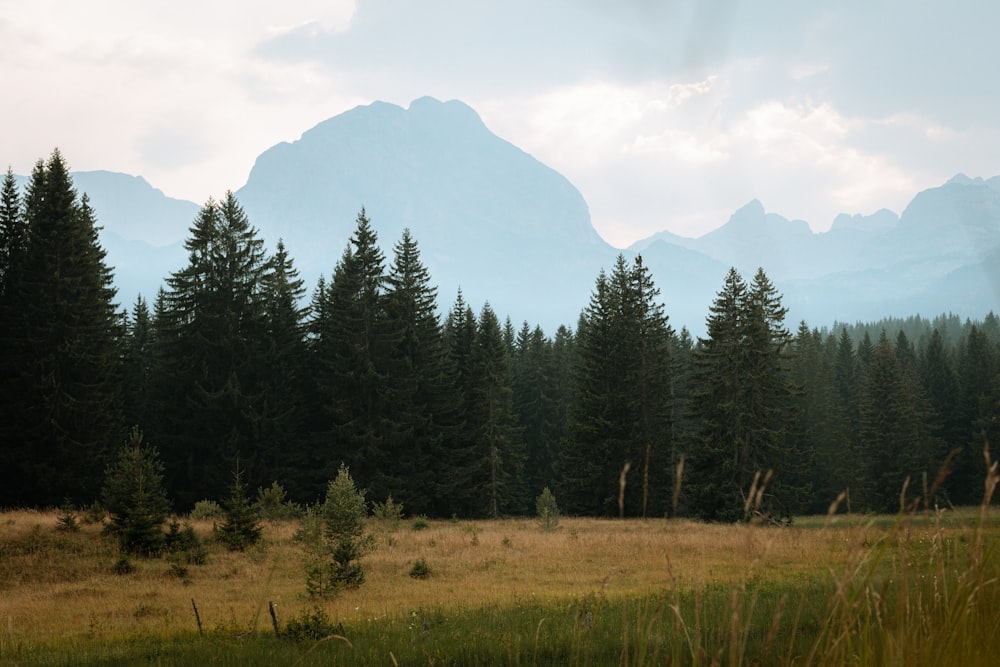 green pine trees near mountain under white clouds during daytime