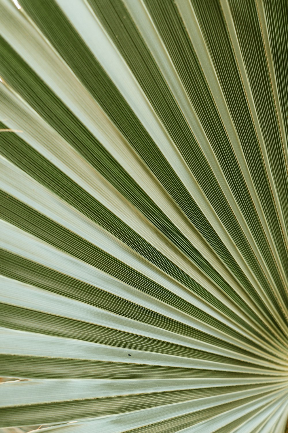 green and white striped textile