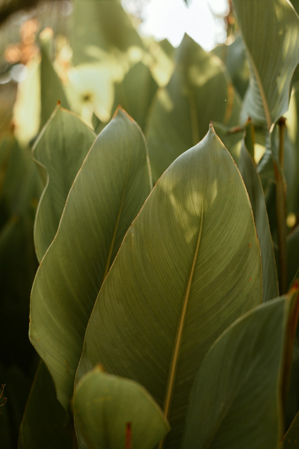 green plant in close up photography