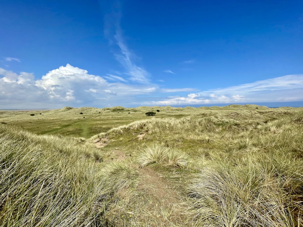 Campo de hierba verde bajo el cielo azul durante el día