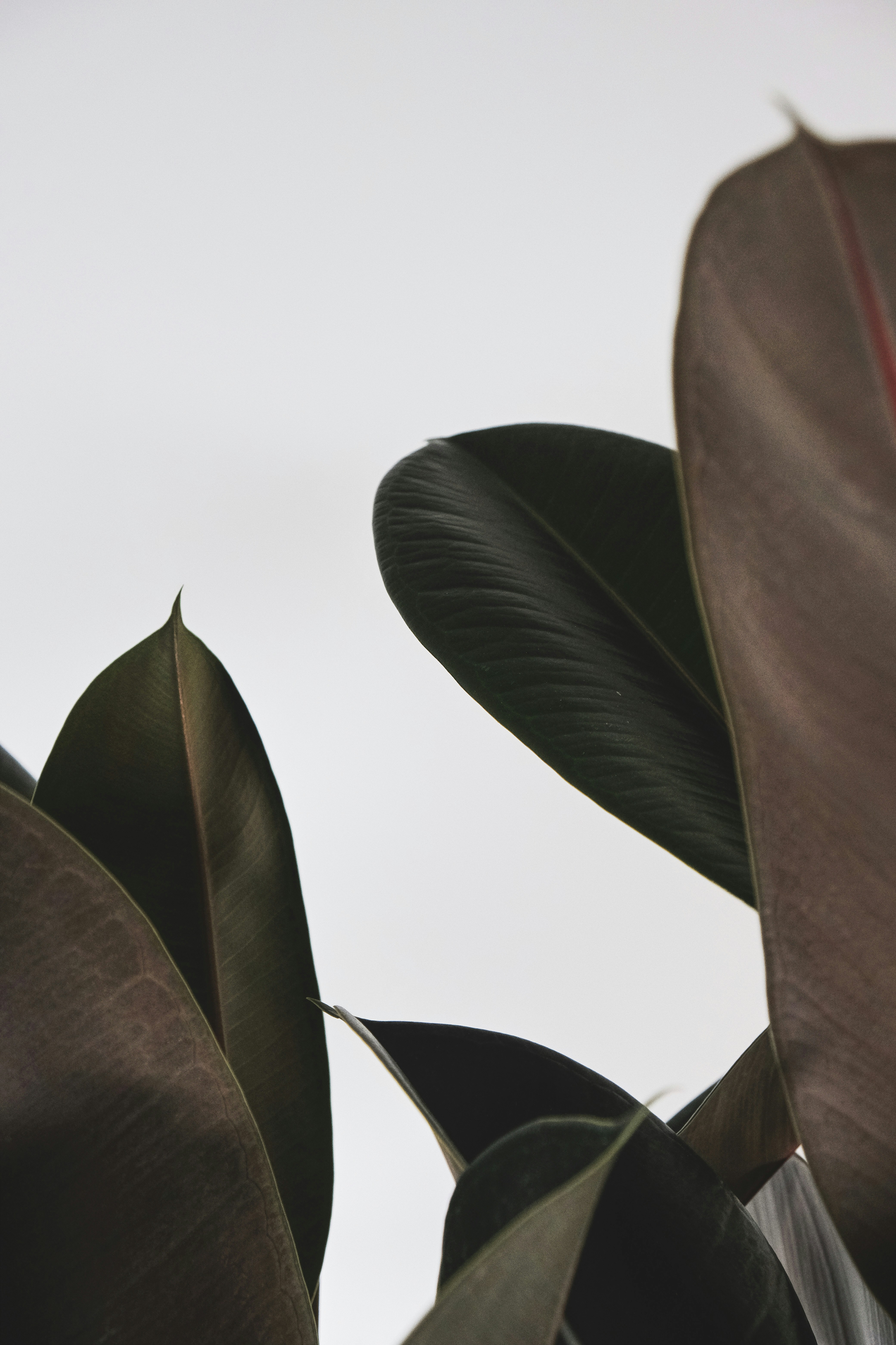 Photo by feeypflanzen