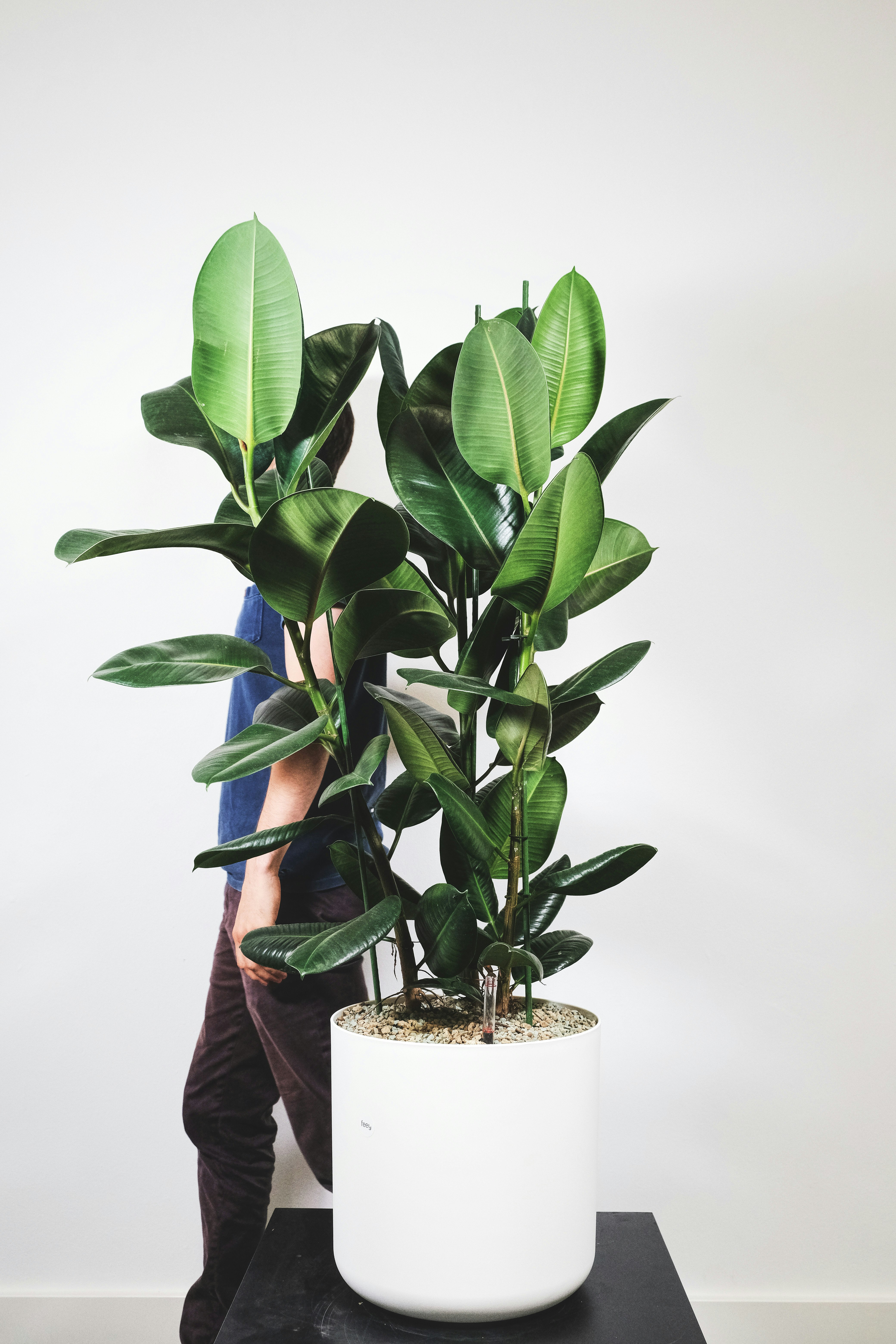 green plant on brown pot