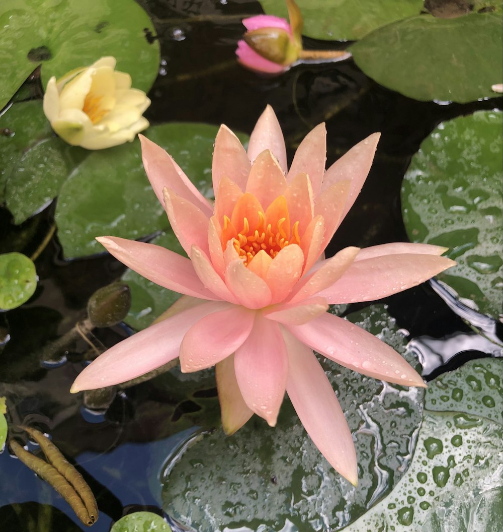 pink lotus flower on water