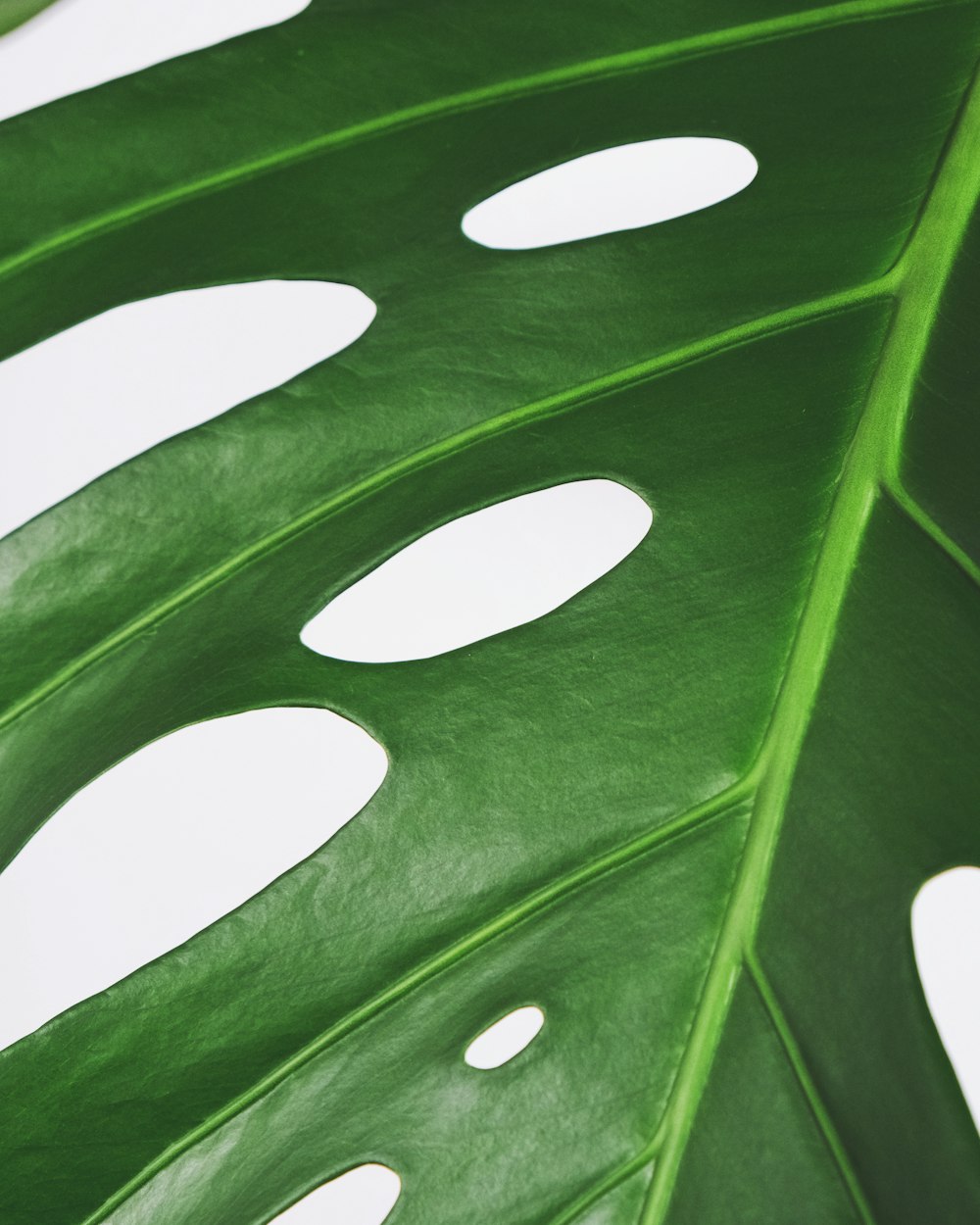 green leaf with water droplets