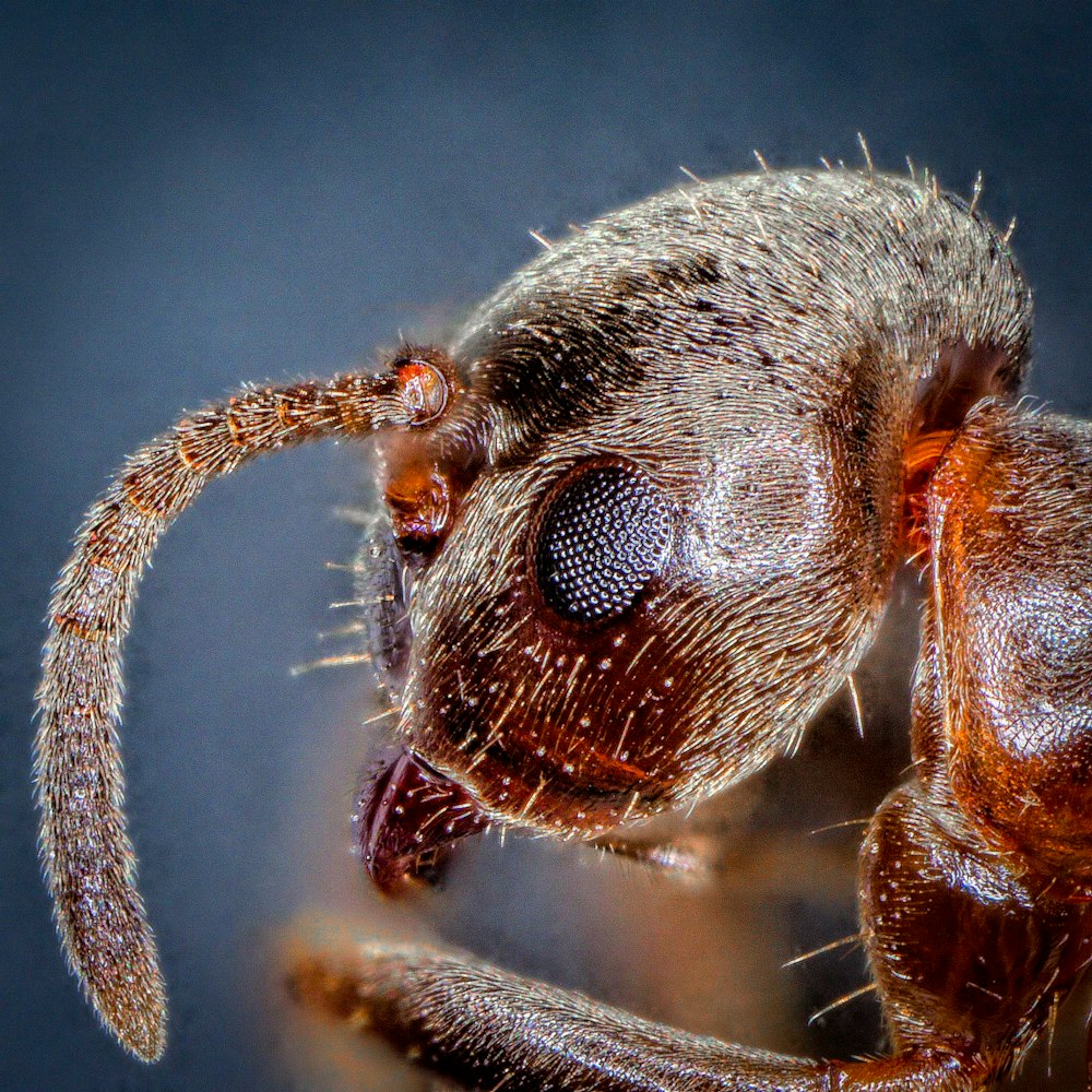 brown and black ant in macro photography