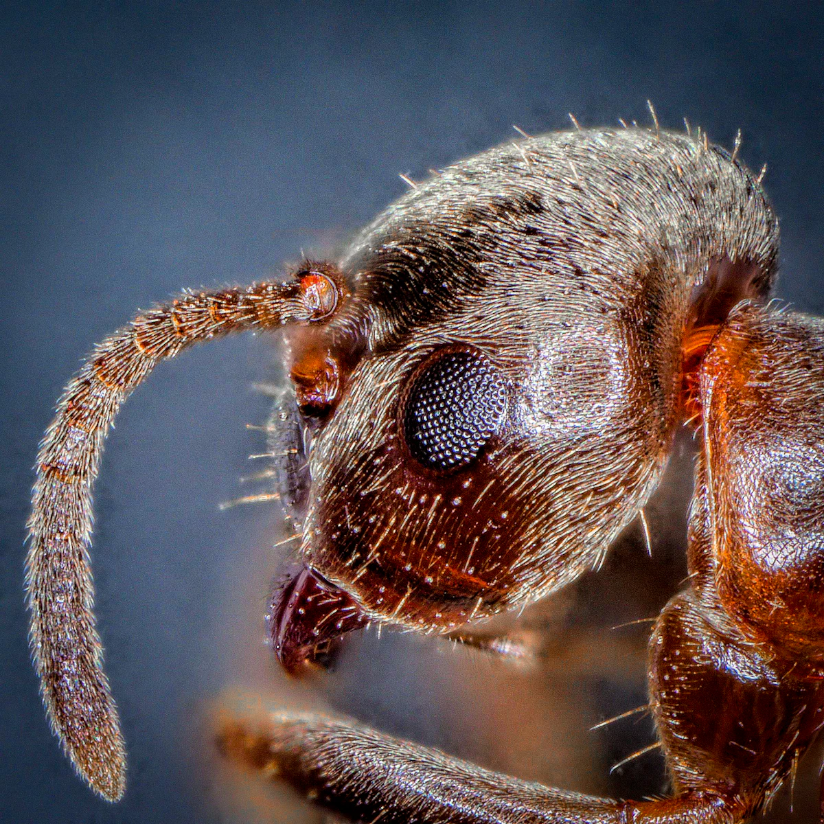 Macro photograph of an ant, a common household pest