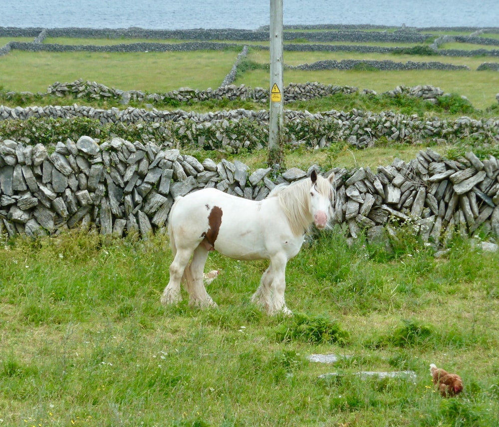 cheval blanc sur le champ d’herbe verte pendant la journée