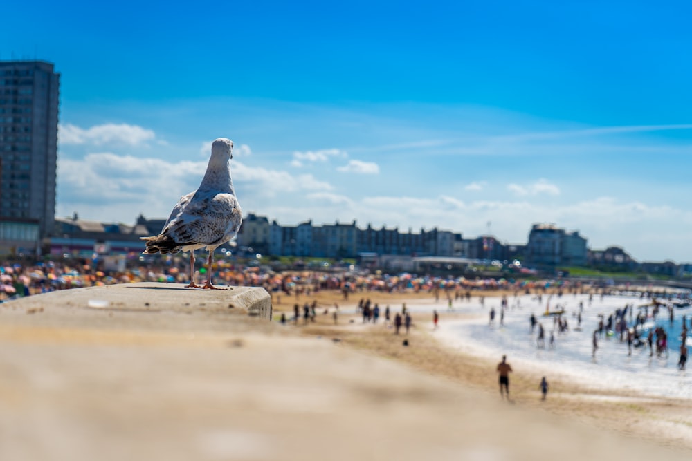 black and white bird on beach shore during daytime