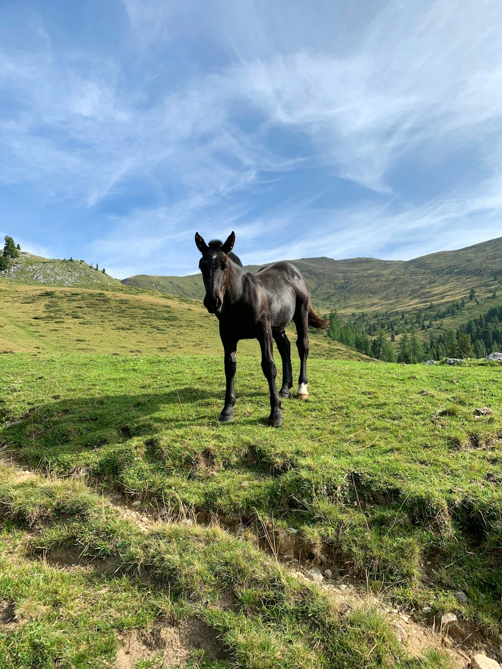 昼間の緑の芝生の野原に黒い馬