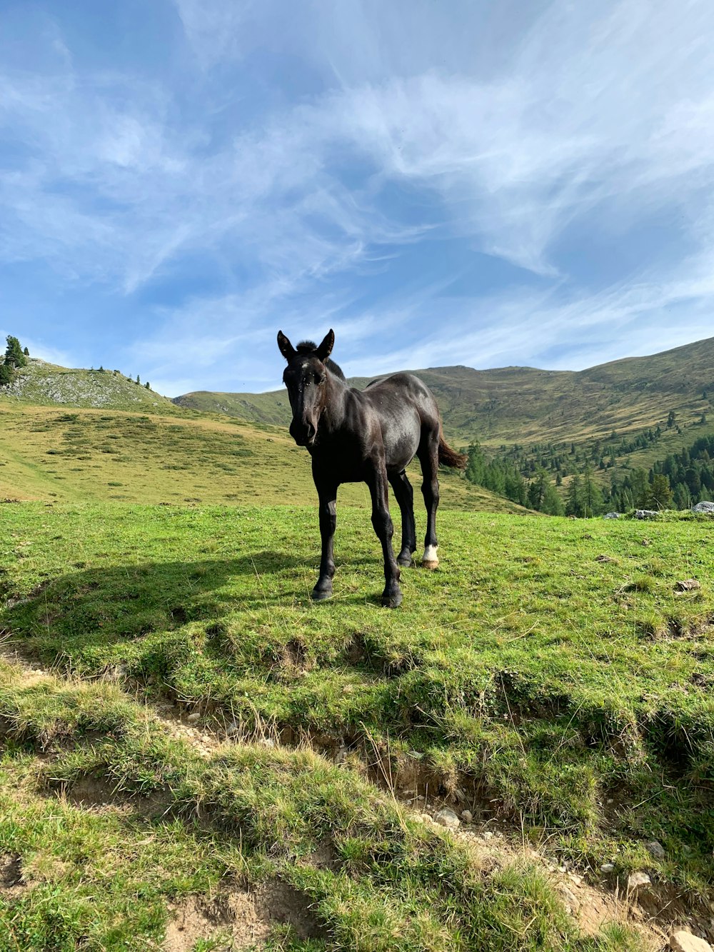 Schwarzes Pferd auf grünem Rasen tagsüber