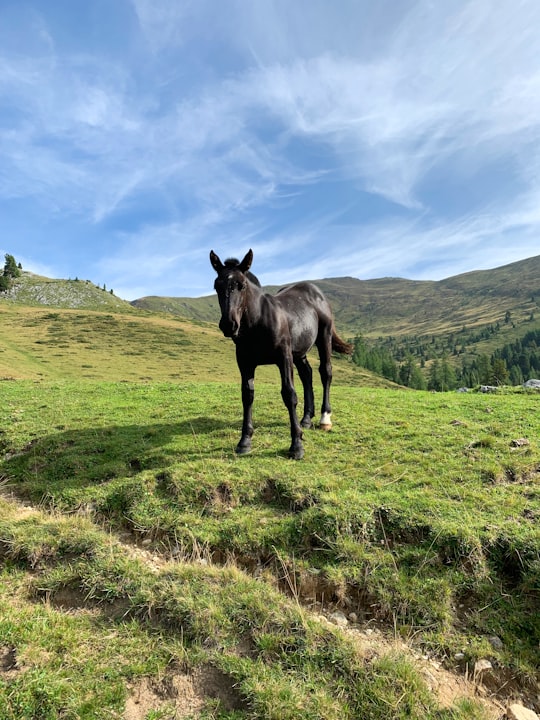 black horse on green grass field during daytime in Krems Austria