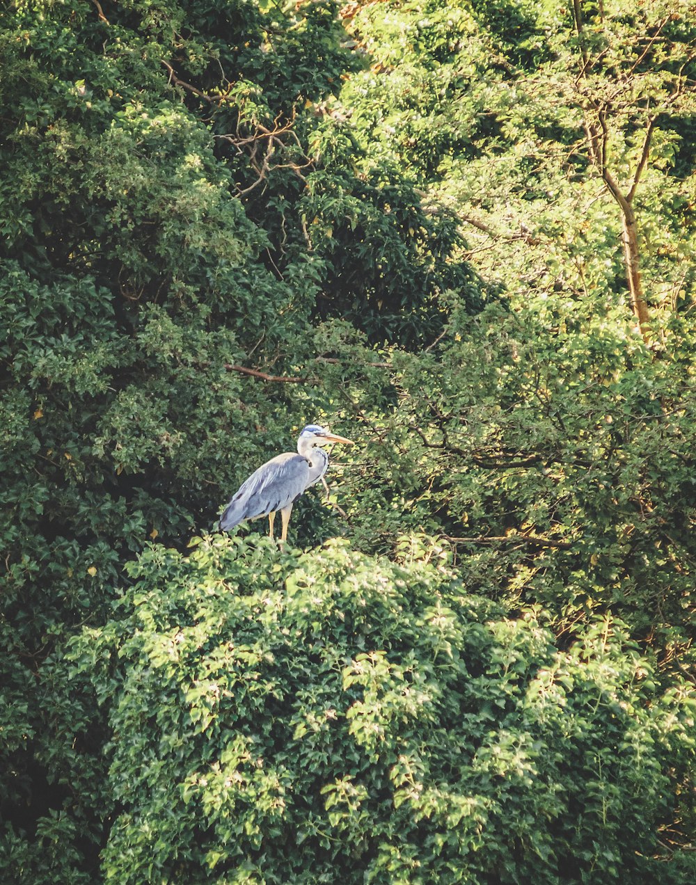 uccello grigio sul ramo dell'albero durante il giorno