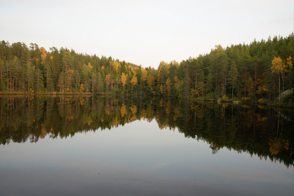 green trees beside lake during daytime