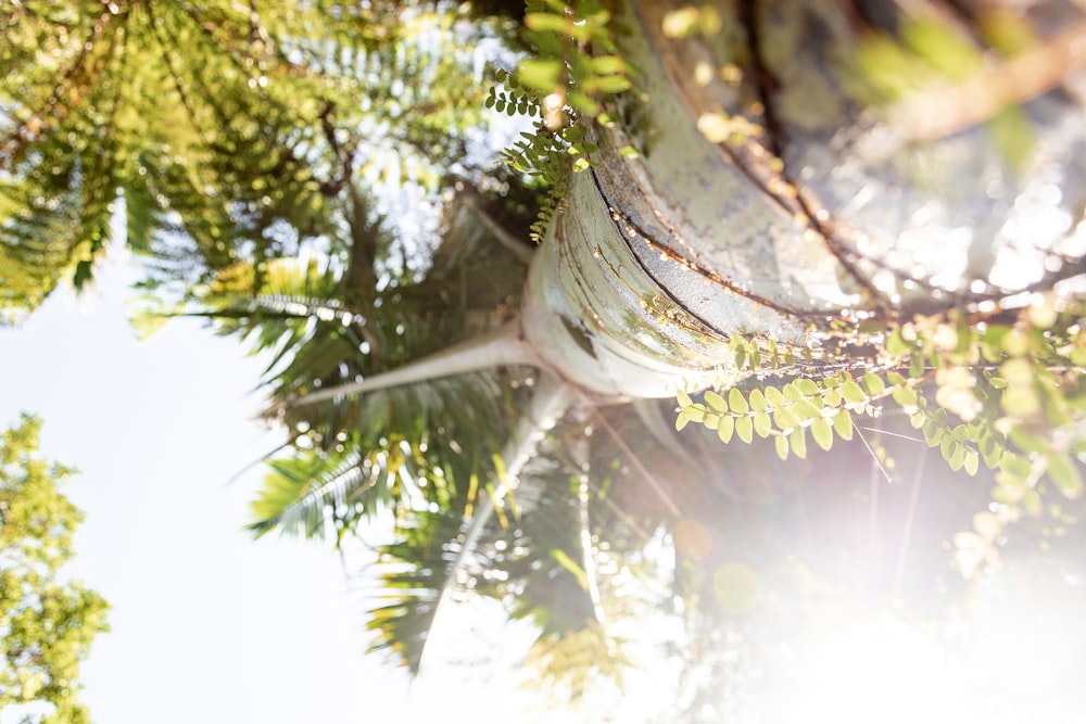 silver fish on green tree