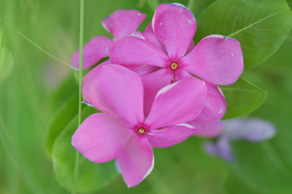 pink 5 petaled flower in close up photography