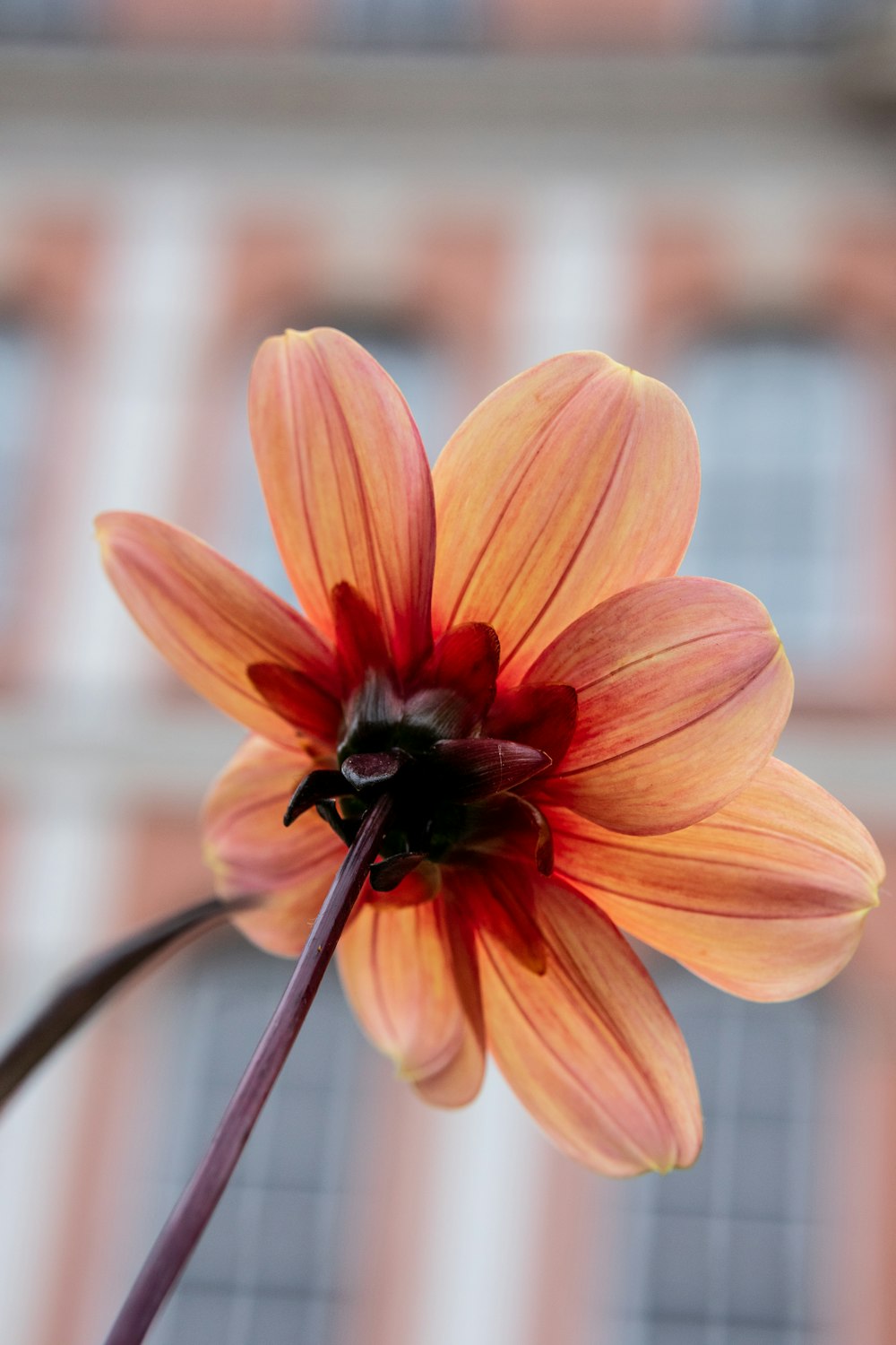 orange flower in tilt shift lens