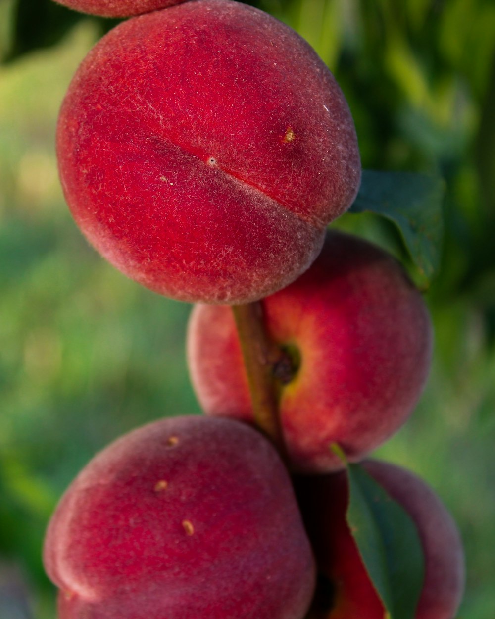 red round fruit in close up photography