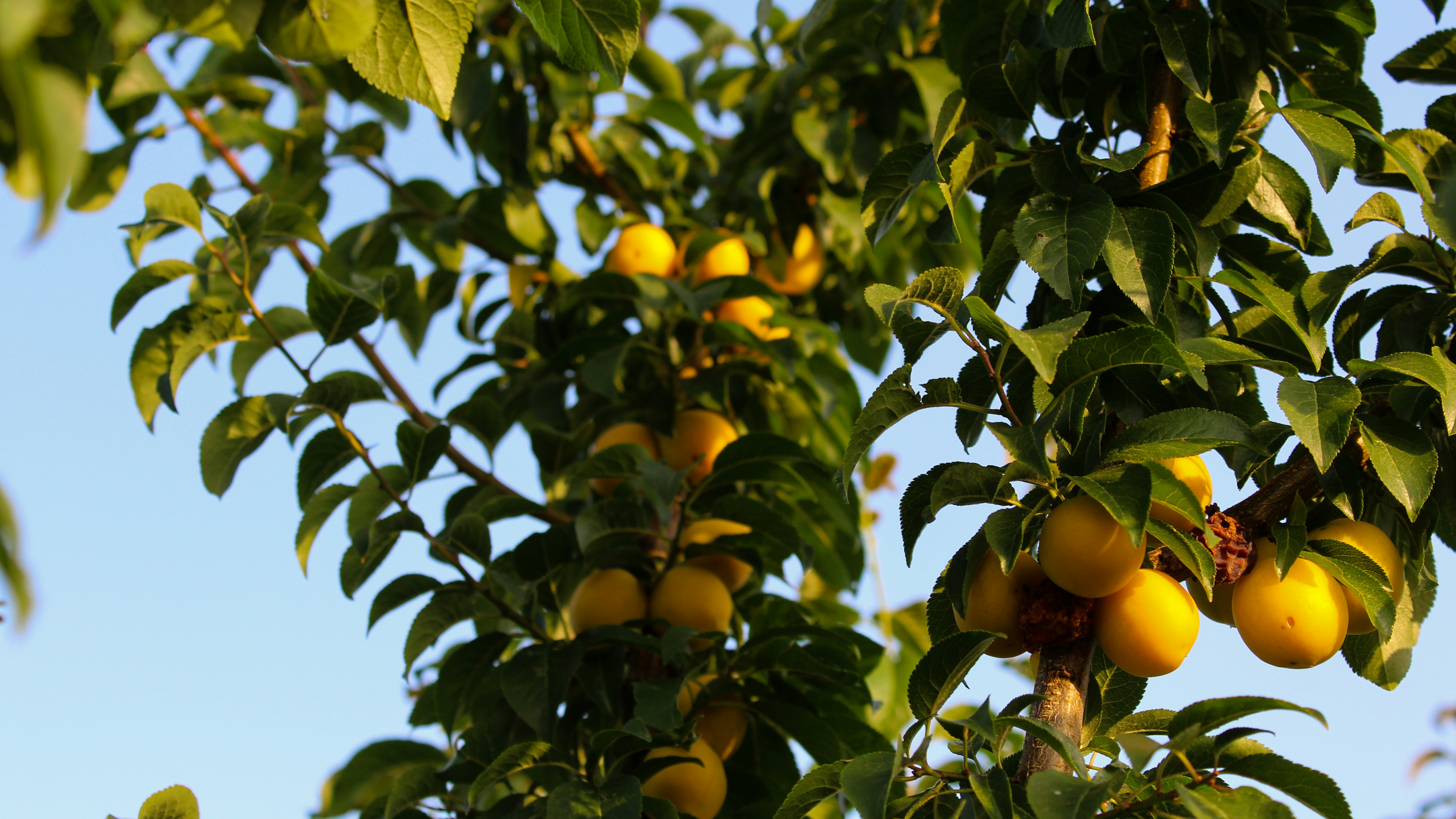 Photo by czapp_botond