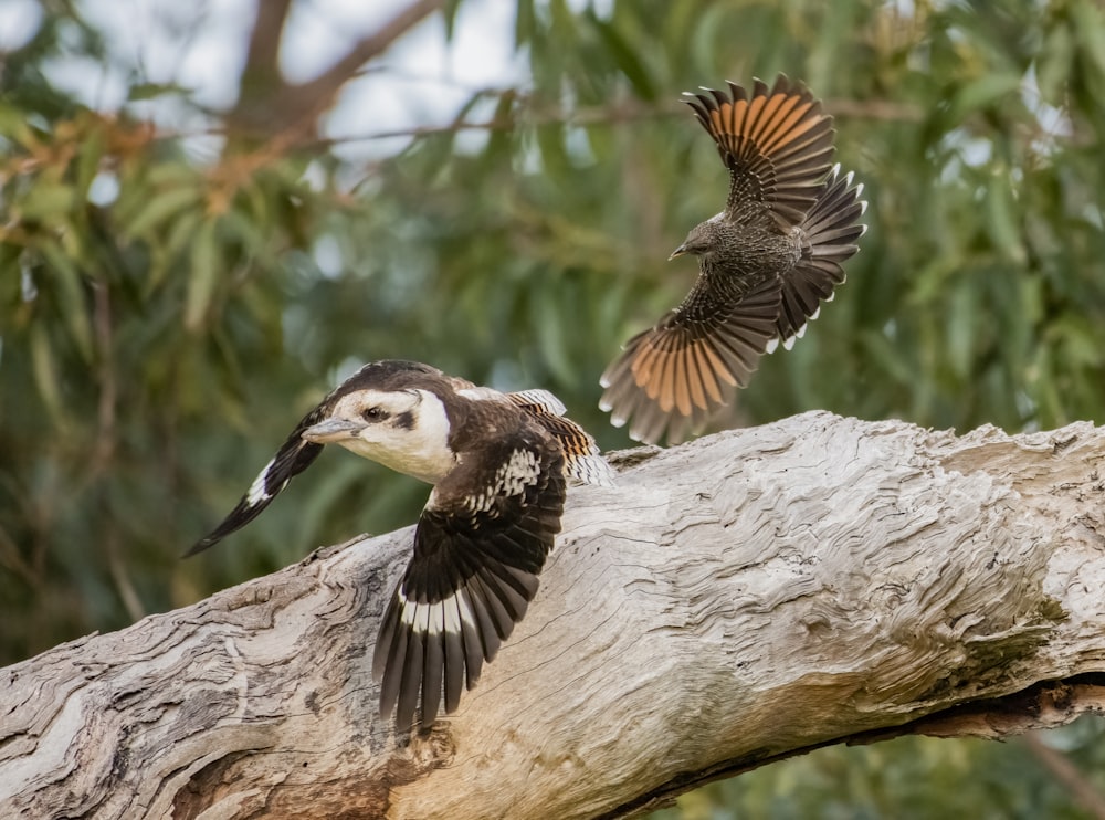 brown and white feathered bird on brown tree branch