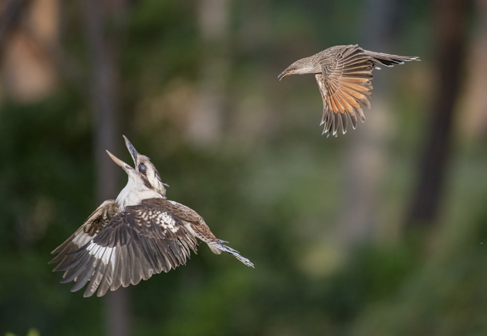 brown and white bird flying