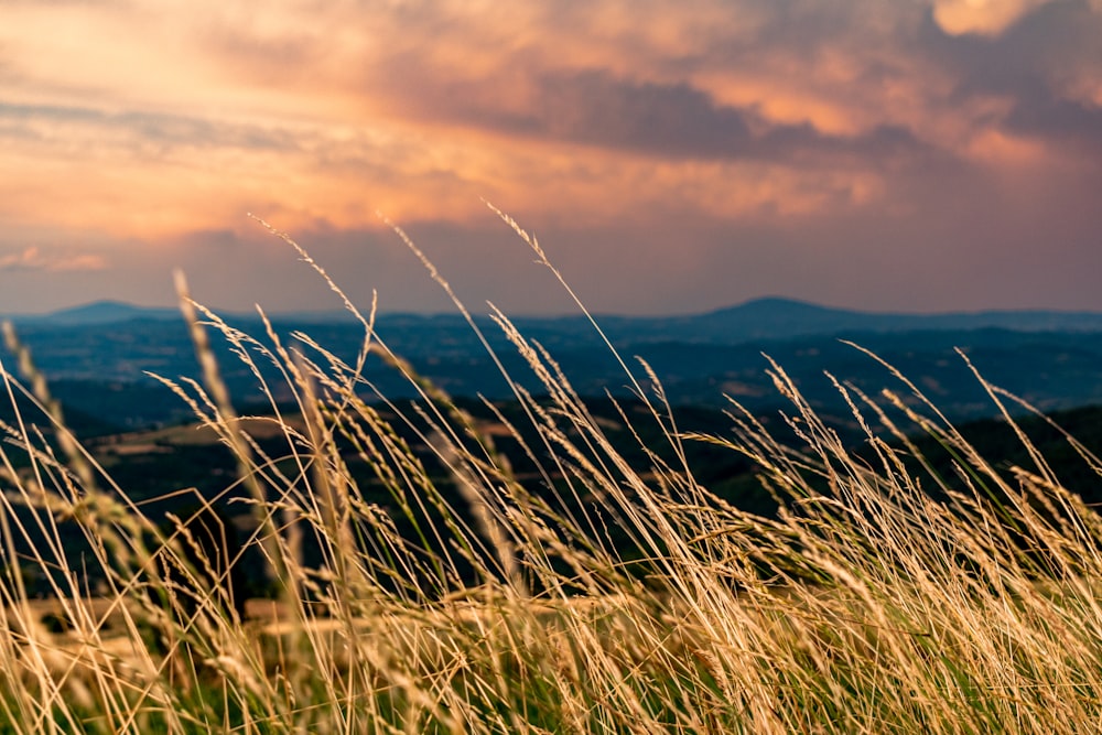 green grass field near body of water during daytime