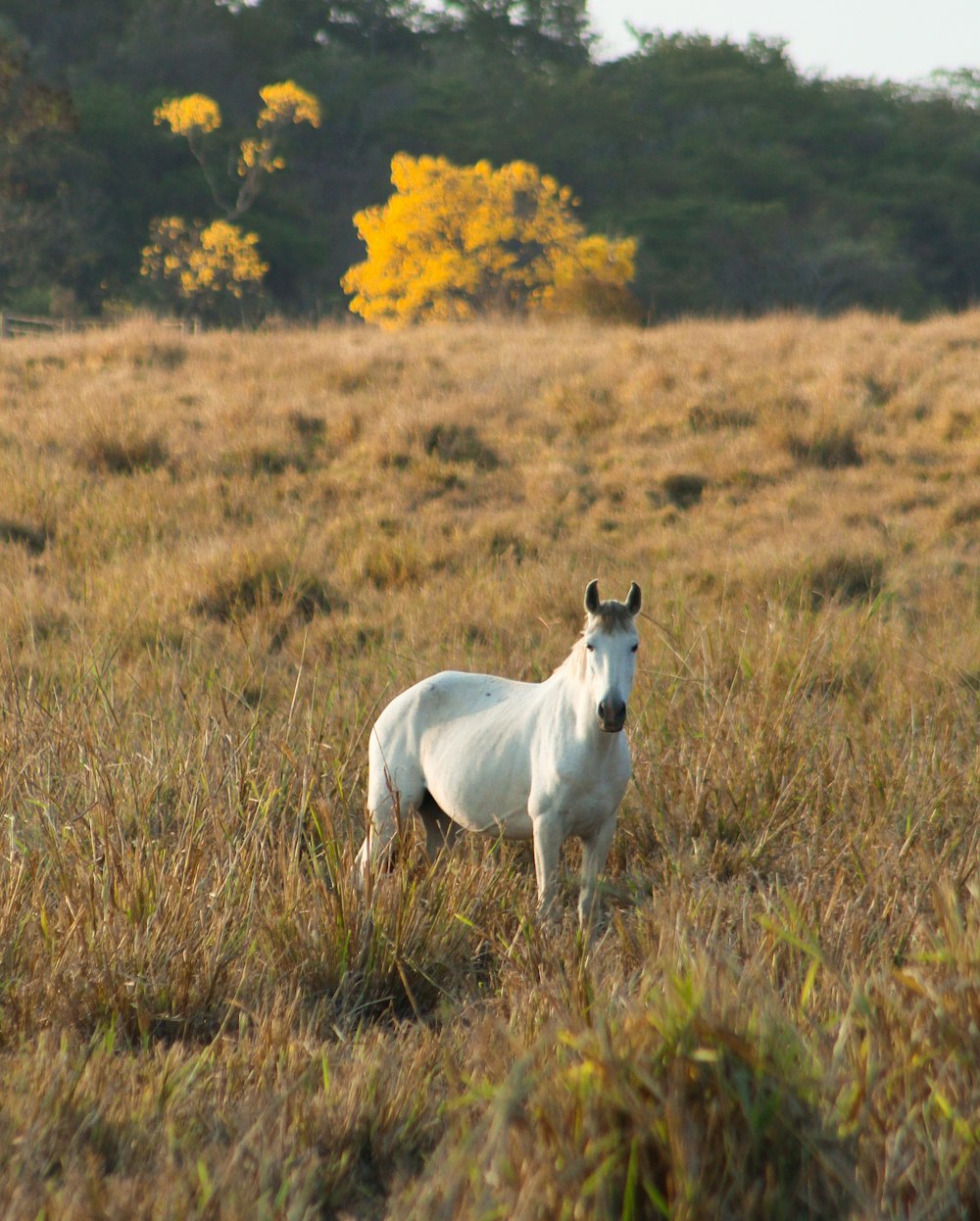 cavallo bianco che corre sul campo di erba marrone durante il giorno