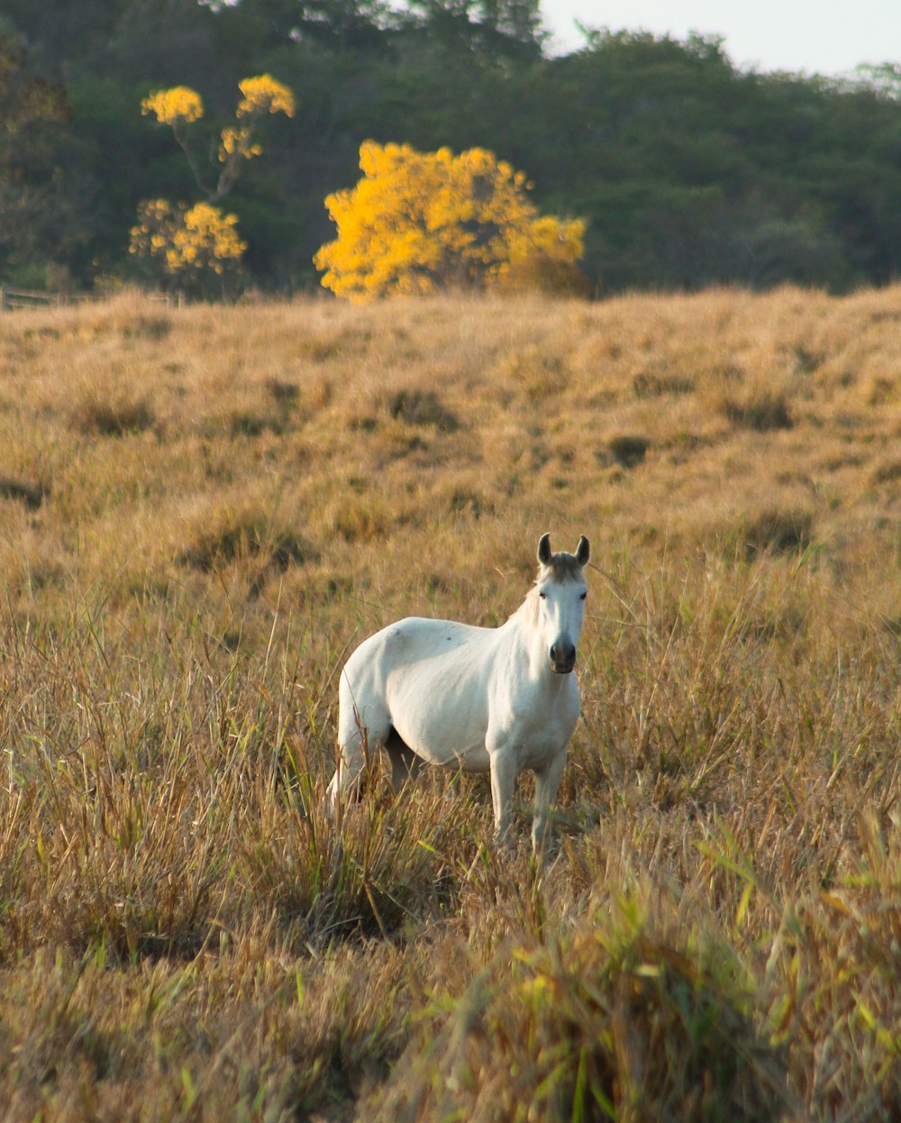 white horse running on brown grass field during daytime