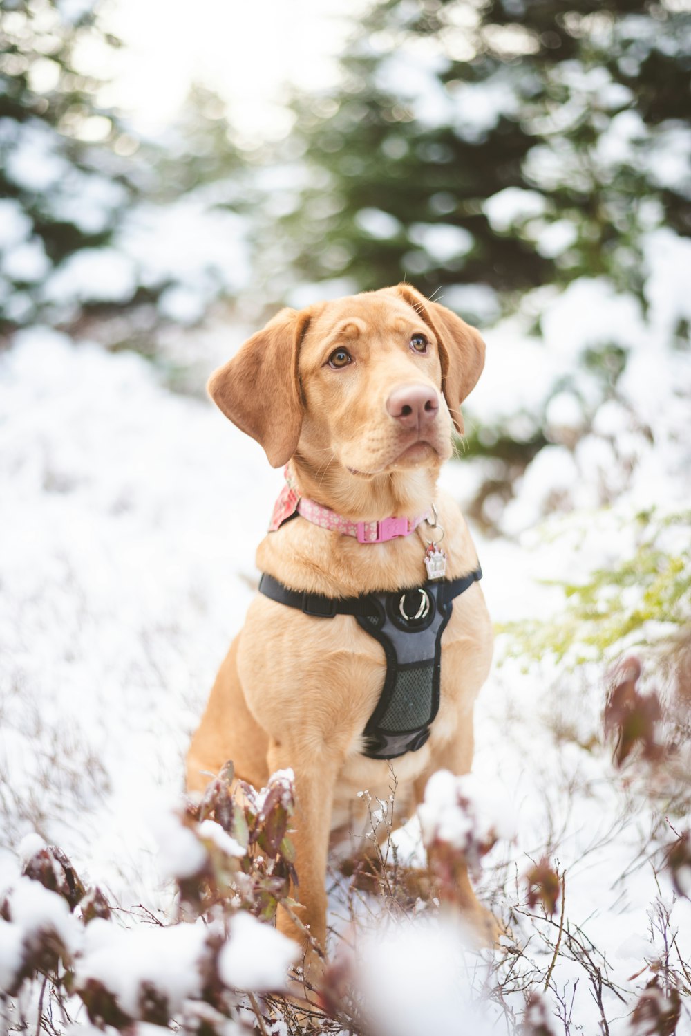 brown short coated dog on snow covered ground