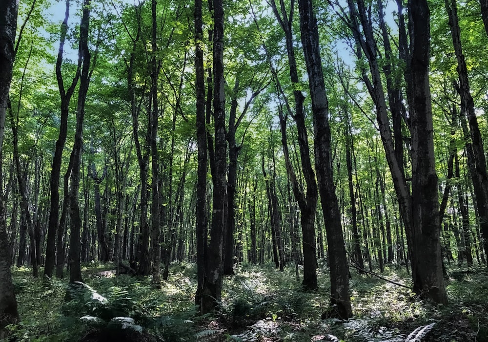 green trees under blue sky during daytime