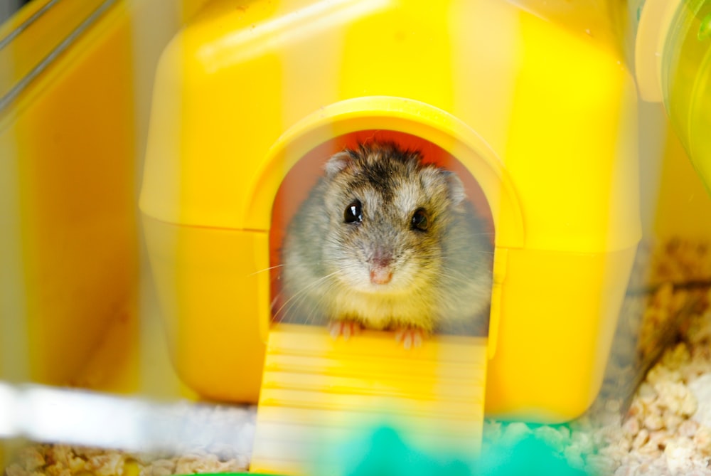 white and black hamster in yellow plastic container