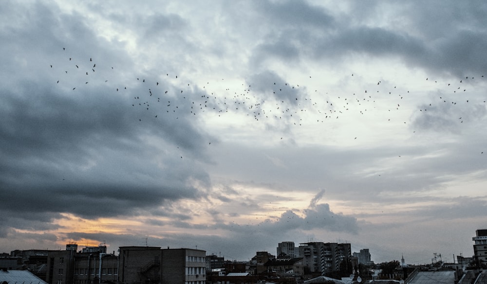 flock of birds flying over city buildings during daytime