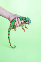Hand gently squeezing a slow-rising chameleon squishy toy