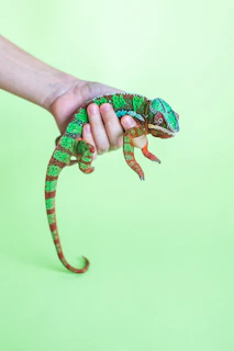 Hand gently squeezing a slow-rising chameleon squishy toy