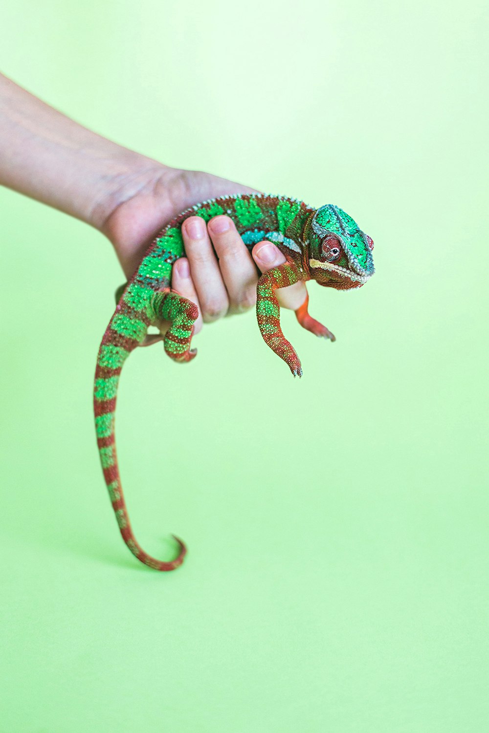 green and brown lizard on green background