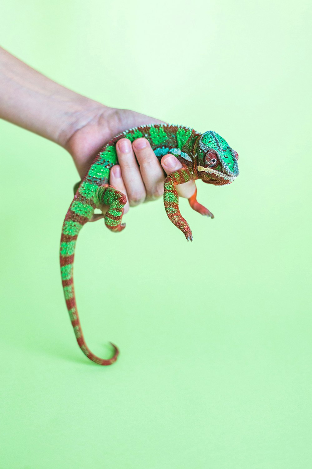 lagarto verde e marrom no fundo verde