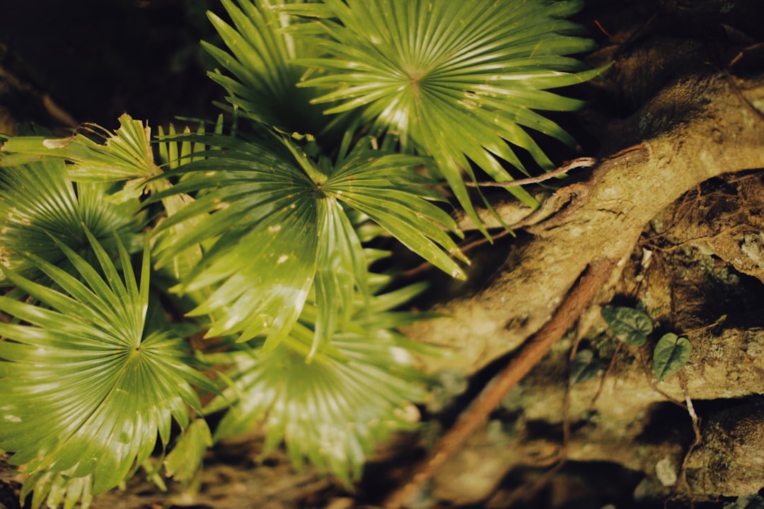 green plant in close up photography