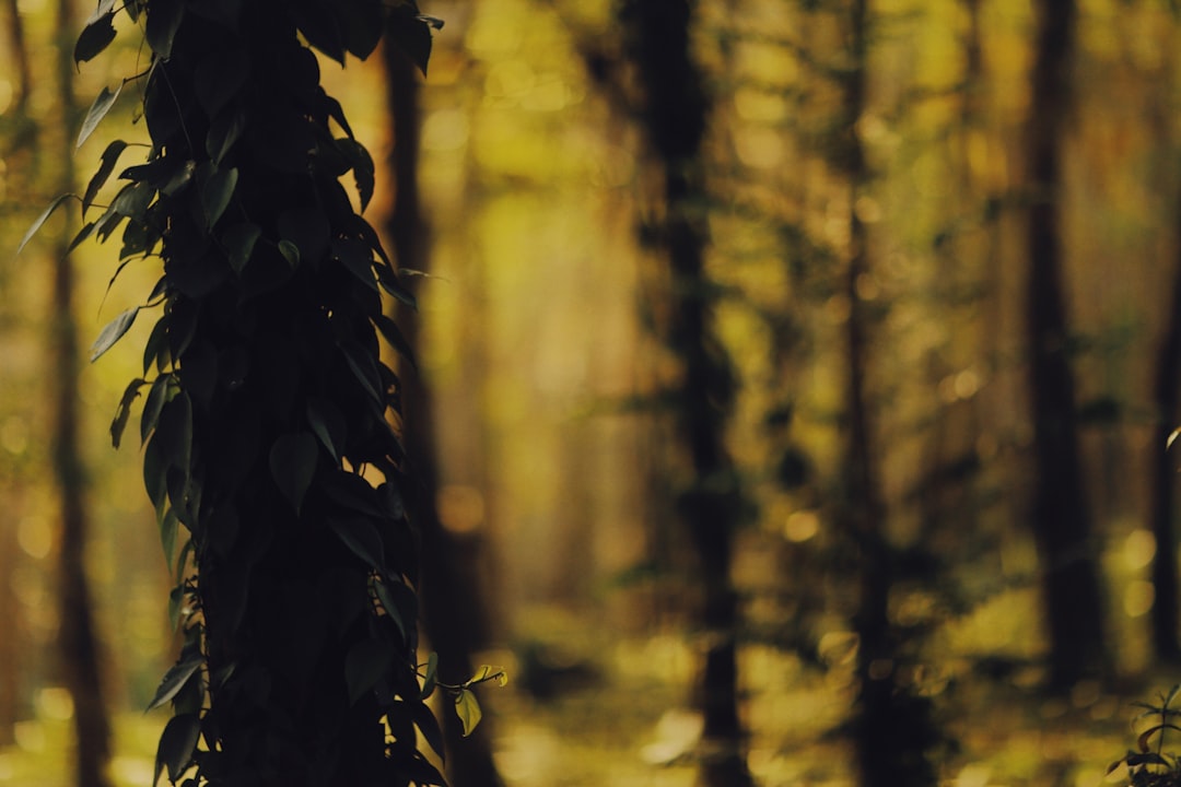 silhouette of trees during daytime