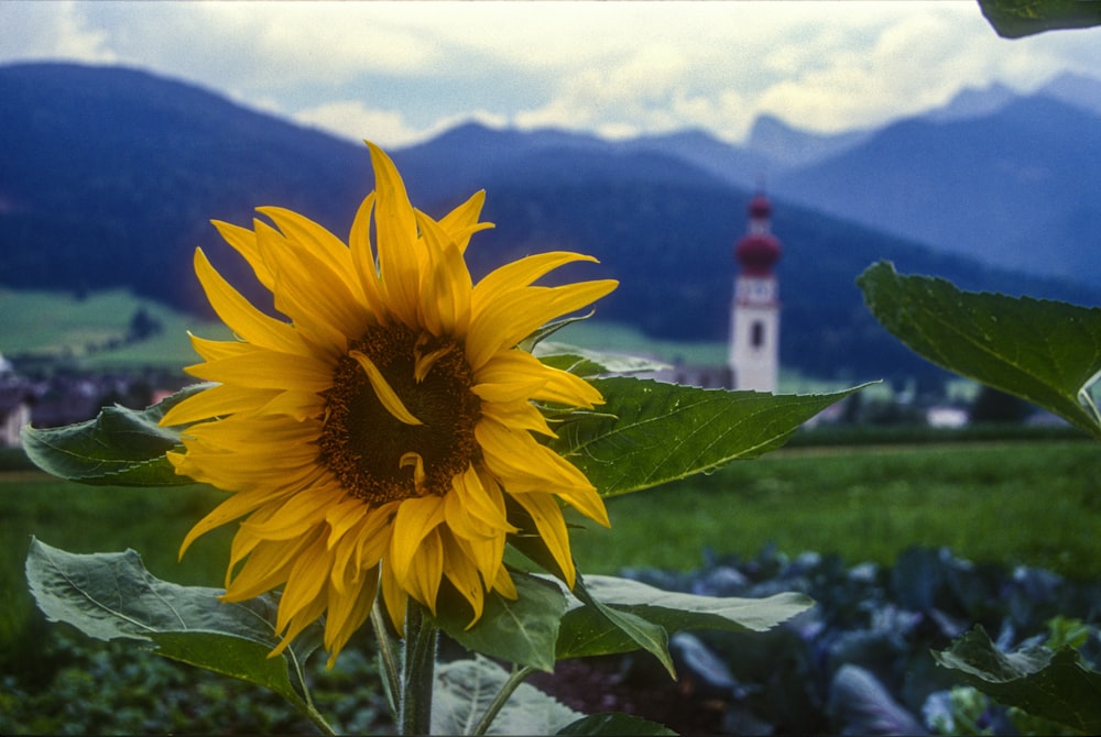 yellow sunflower in bloom during daytime