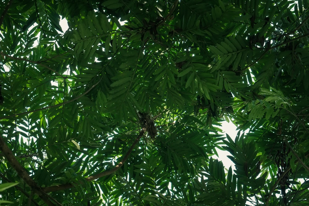 green leaves during day time