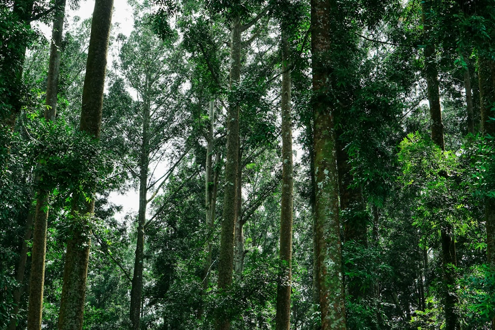 green trees on forest during daytime