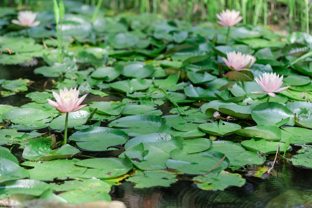 pink lotus flower on water