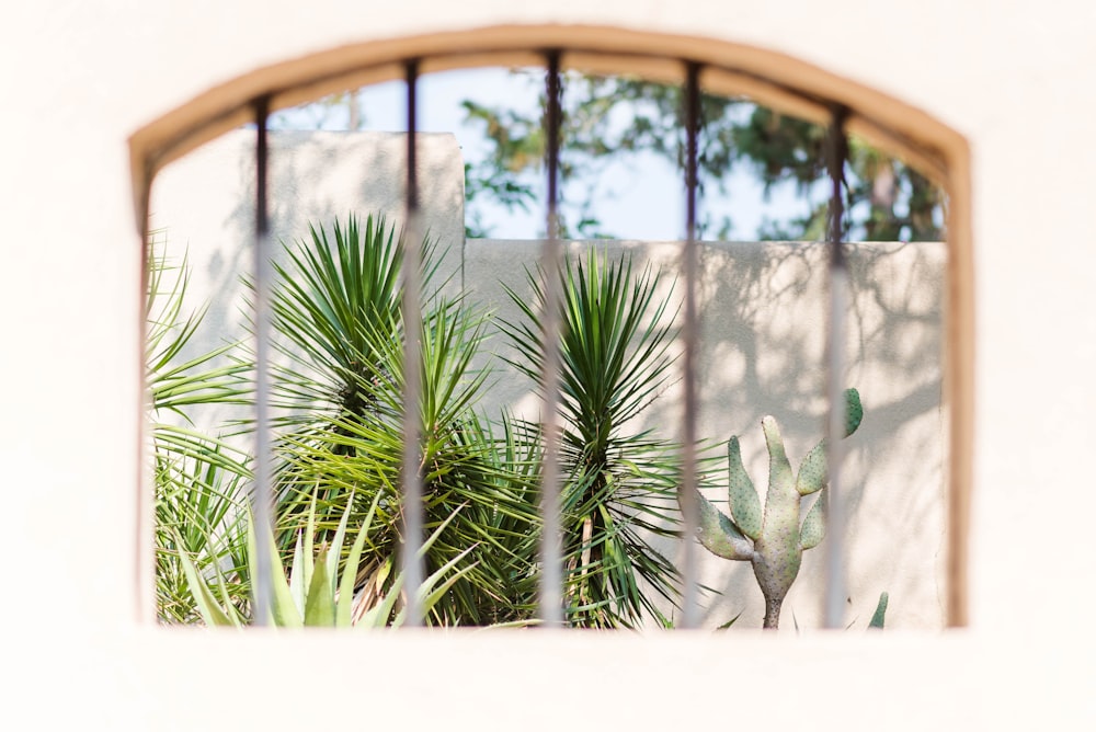 green palm tree near brown wooden frame