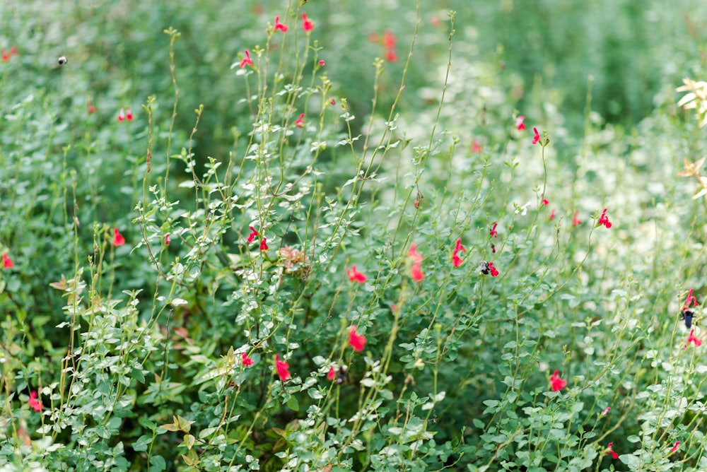 Exploring Salvias Vibrant Blooms for Your Garden Delight