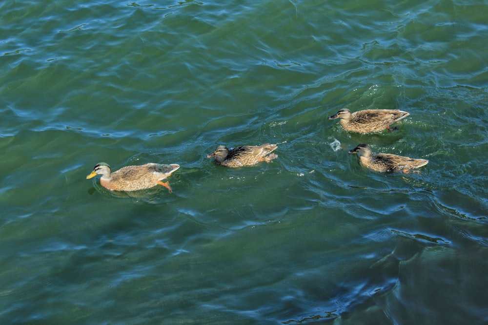 three brown and black duck on water during daytime