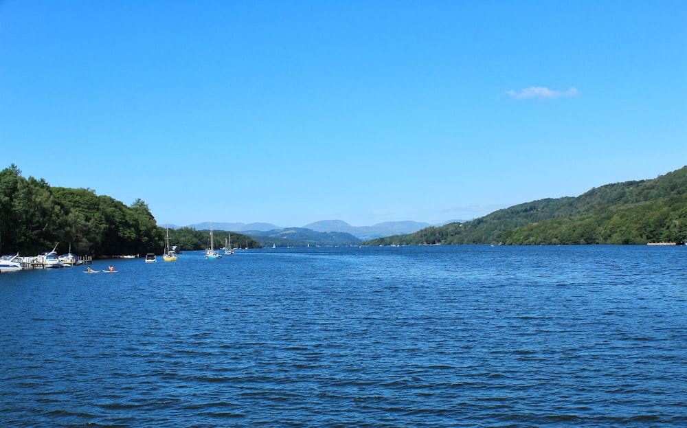 green trees near body of water during daytime