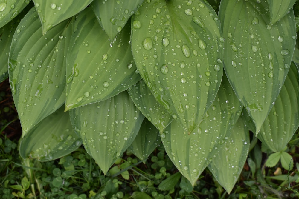 water droplets on green leaves