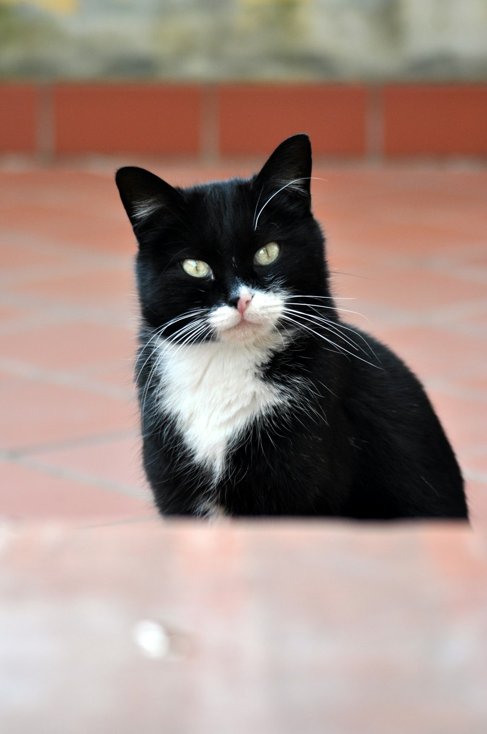 tuxedo cat on pink floor