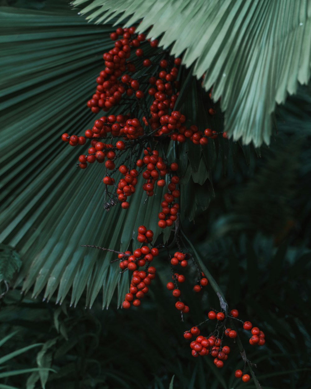 rote runde Frucht auf grünem Blatt